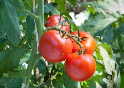 Biostimulants Enhance Greenhouse Tomato