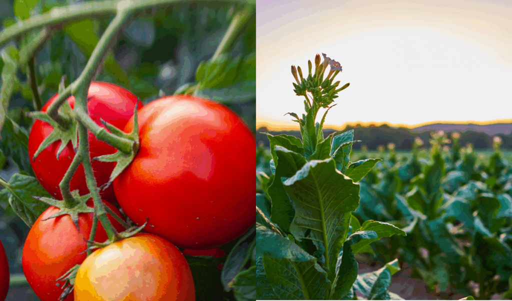 Biostimulant Boosts Tomato