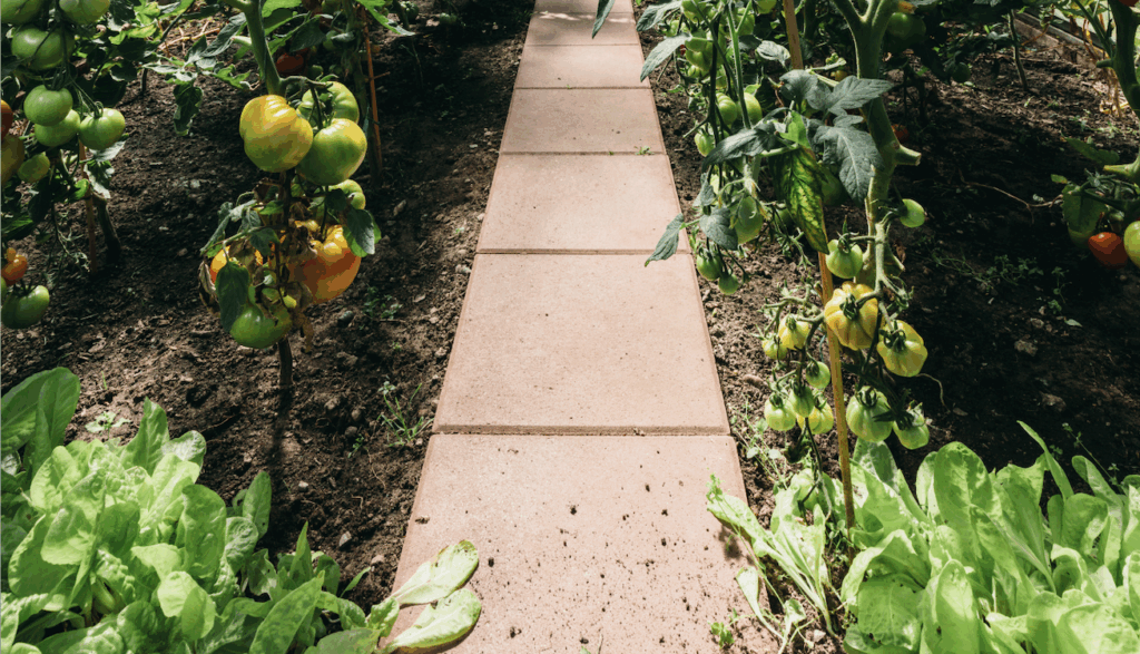 Biostimulant Greenhouse Lettuce and Tomato