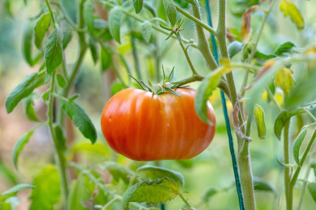 Tomato Biostimulant for Root Growth