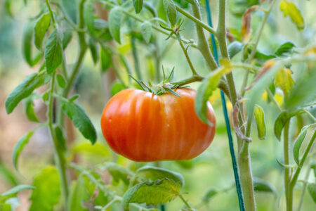 Tomato Biostimulant for Root Growth