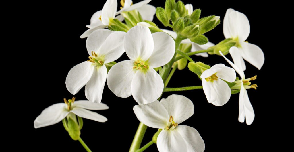 Biostimulant Arabidopsis Growth