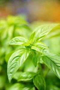 Biostimulant Basil Growth
