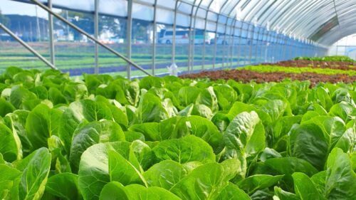 Biostimulant Effects on Greenhouse Lettuce