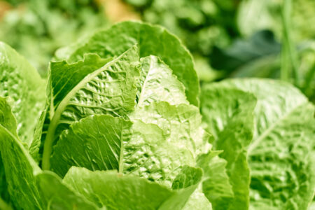 Biostimulant Solutions for Lettuce Production