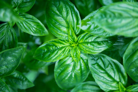 Biostimulant Response of Sweet Basil