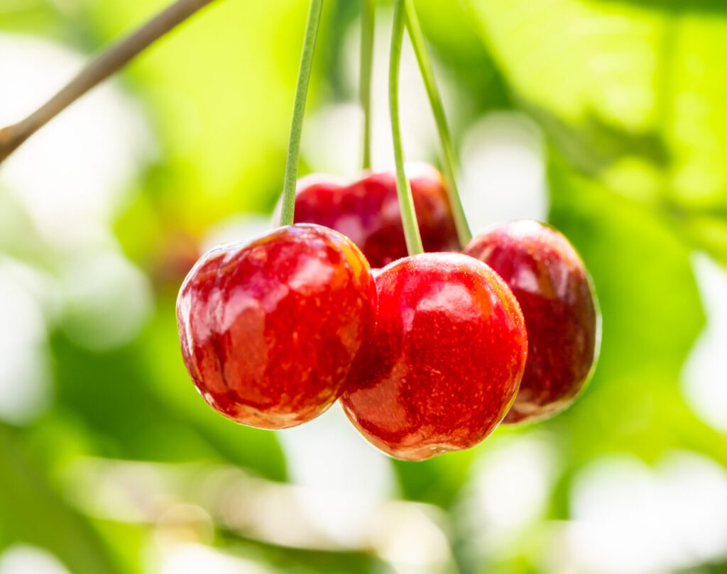 Biostimulant Cherry: Plant-Based Growth