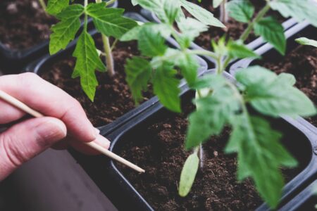 Biostimulant Tomato Cuttings