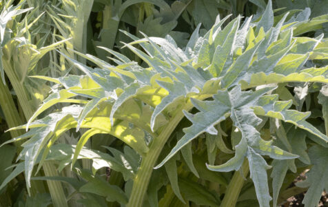 Biostimulant Effects on Cardoon