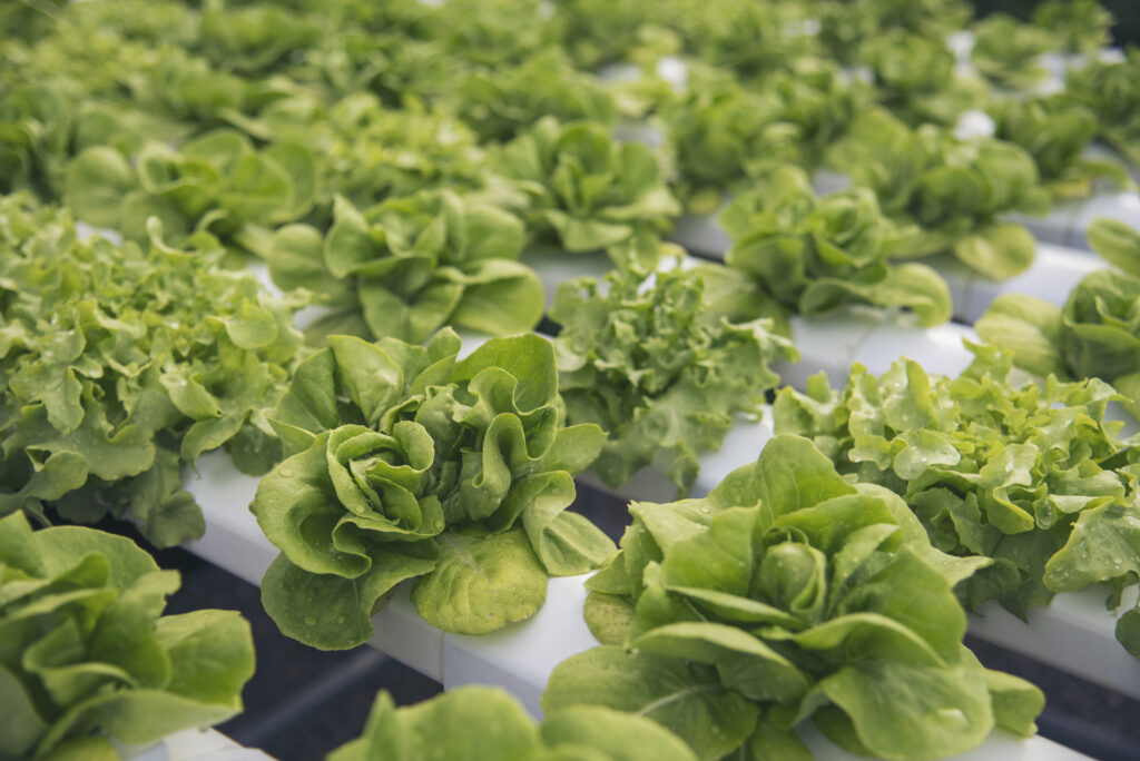 Biostimulants for Biofortification