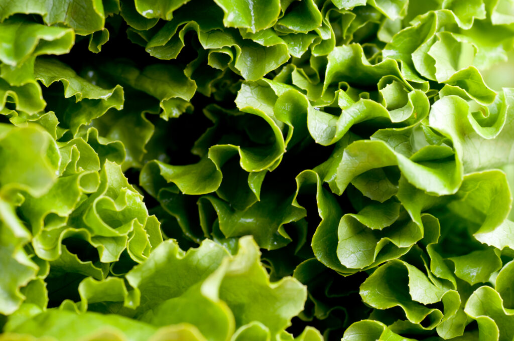 Biostimulant on Heat-Stressed Lettuce