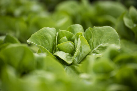 Biostimulants Enhance Lettuce Biofortification