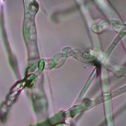 Hello Nature Trichoderma