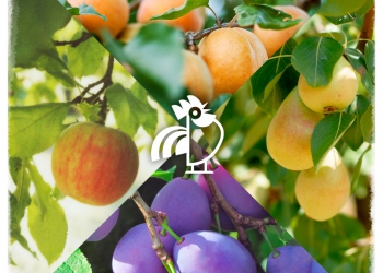 Frutteti: i vantaggi della concimazione post-raccolta