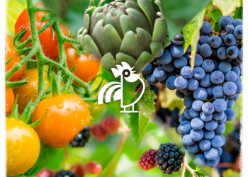 Micorrize e agricoltura sostenibile: connubio vincente