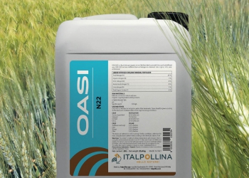 OASI N 22 migliora produzione e qualità del grano