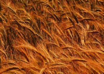 OASI SUPER CEREAL: IL CONCIME CHE VINCE!