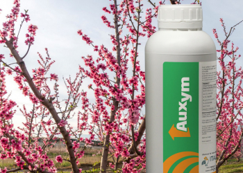 Auxym, bioattivatore naturale per migliorare allegagione e pezzatura