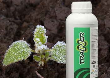 TRAINER, aminoacidi e peptidi 100% vegetali