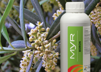 Olivo e vite: Myr Boro in pre-fioritura migliora produzione e qualità
