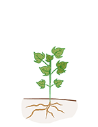 cotton_stages_vegetative_growth-web