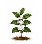 Floración (Inducción floral)