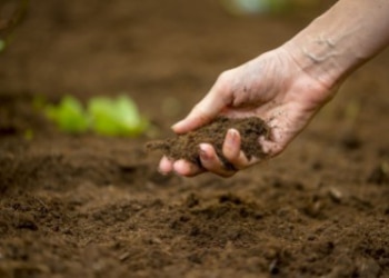 SOIL BIOLOGICAL FERTILITY: WHAT IS IT?